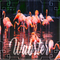 wabs